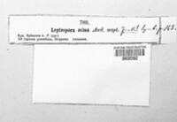 Lasiosphaeria ovina image